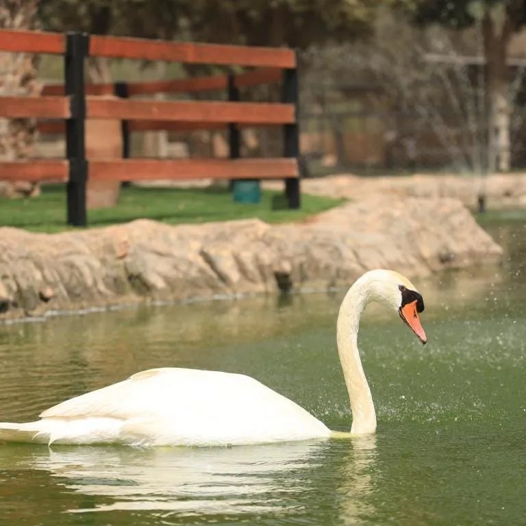 A white swan beside a garden pond