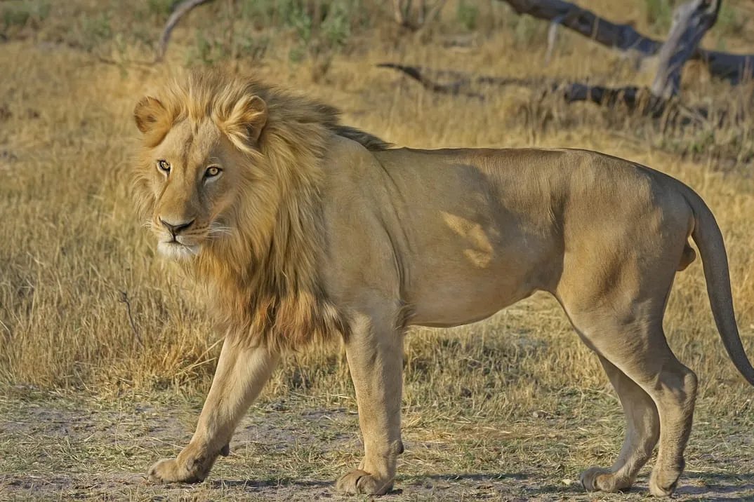 A lion walking through grassland