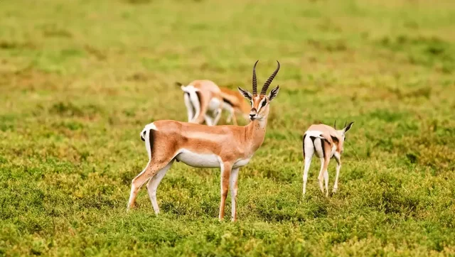 Gazelles standing in grassland