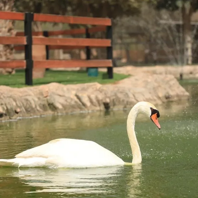 A white swan beside a garden pond