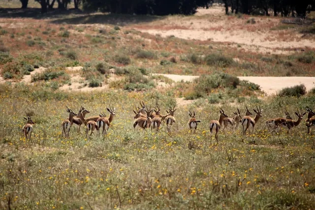 A herd of antelope in open scrubland