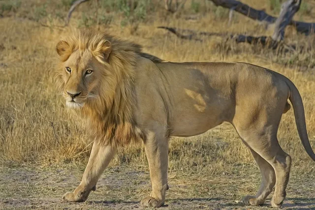 A lion walking through grassland