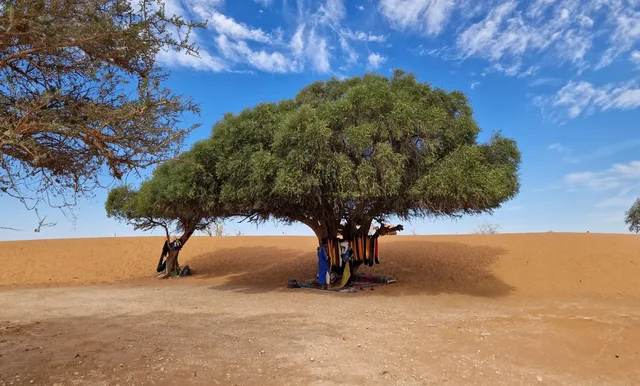 A broad argan tree beside sandy ground